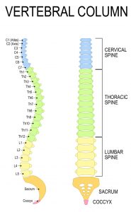diagram of the human spinal column or vertebral column