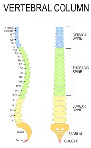 Oklahoma Neck, Back and Spinal Cord Injury Lawyers 2 diagram of the human spinal column or vertebral column